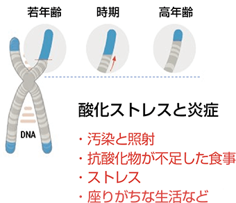 Eternalyoung成分のイメージ図