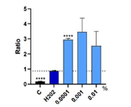 NGF（神経成長因子）