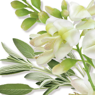 マインドリバイブ